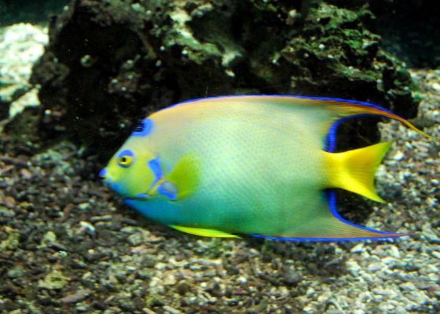 Artis 040.jpg